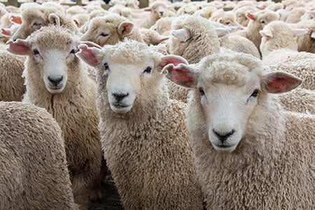 Wool Week and the Campaign for Wool