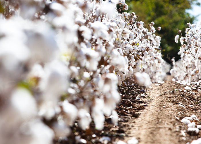 Seven Facts About Sea Island Cotton Budd Shirts